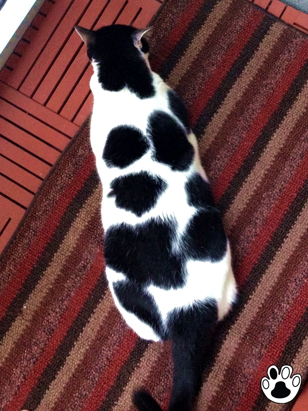 The Cow Cat | Oval Is Better Than Strip