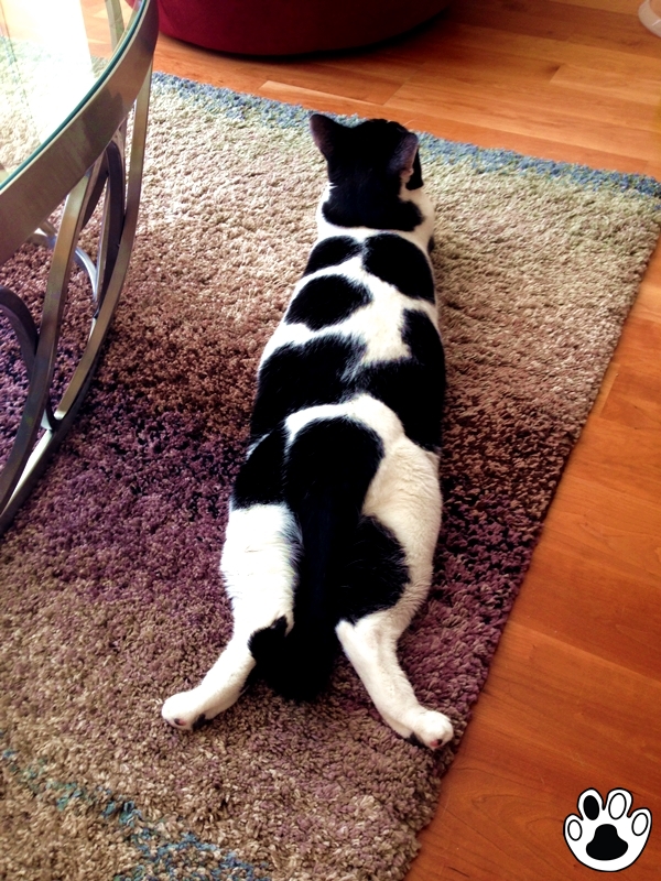 The Cow Cat | Afternoon Yoga