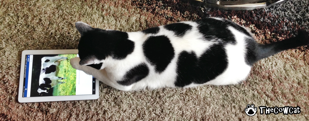 The Cow Cat Web Cover Photo Slider