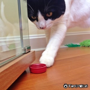 How To Save Your Cat Owner From Danger | The Cow Cat Under Cabinet Strategy