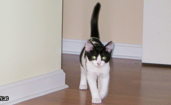 The Last Cow Cat | The Cow Cat Scotch when he was a kitten
