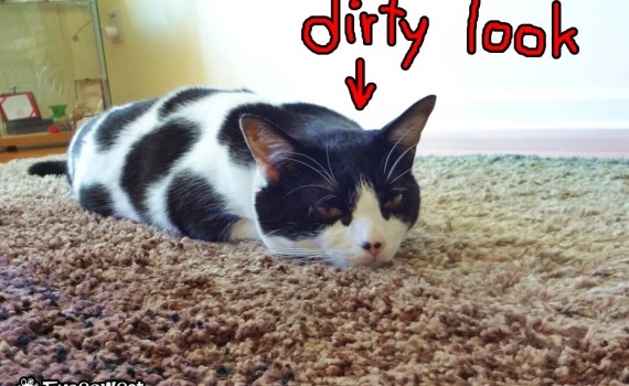 How To Be A Better Communicator With Your Cat | The Cow Cat Give A Dirty Look