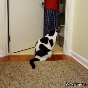 How To Be A Better Communicator With Your Cat | The Cow Cat Restroom Door Keeper