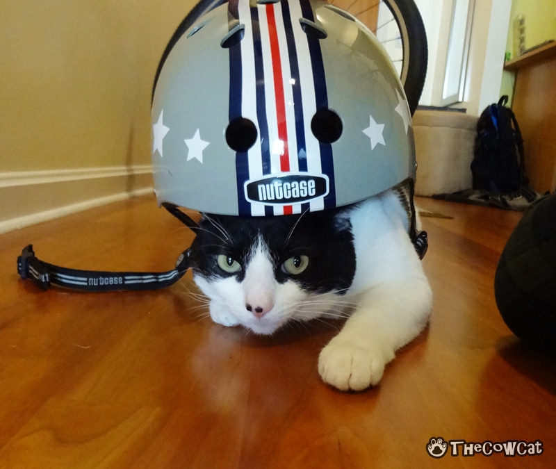 How to Bike Like a Pro by The Cow Cat Gets Perfect Helmet The Cow Cat Official