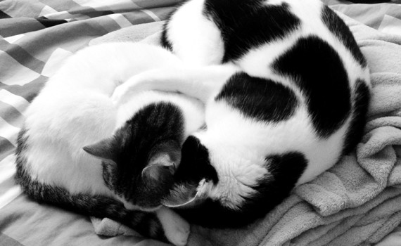 Sometimes you just need a hug | The Cow Cat
