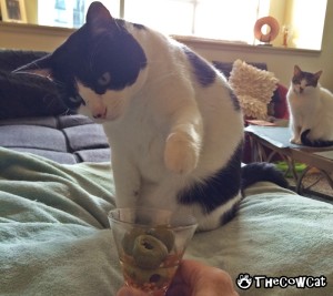 How To Celebrate The 4th of July With Your Cat | The Cow Cat Martini safety test