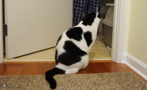 The Cow Cat | Kitties don't like the door closed not bathroom door closed