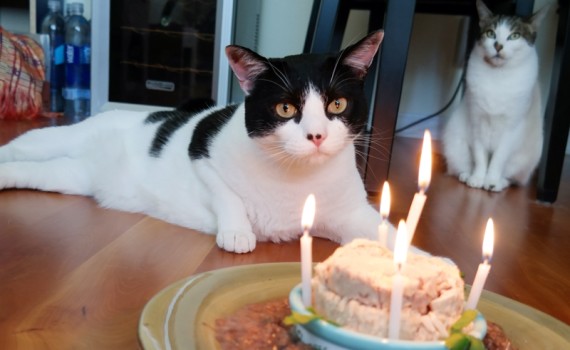 The kitty birthday and My Only Wish This Year