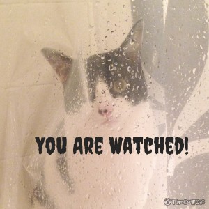 We Are Watching You! | The Cow Cat Spooky Kitty is watching people