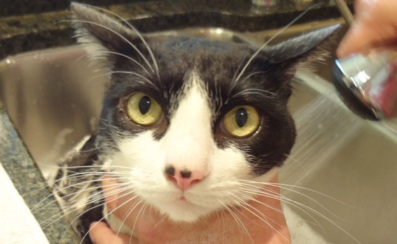 Cat's Worst Day Everrrr | The Cow Cat having a great time with cat bath