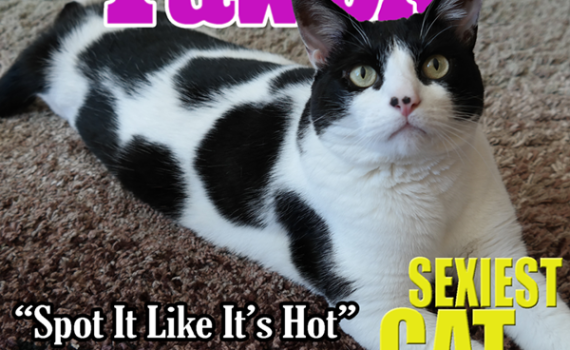 Pawple Magazine's SEXIEST CAT ALIVE 1st Issue The Cow Cat on the cover