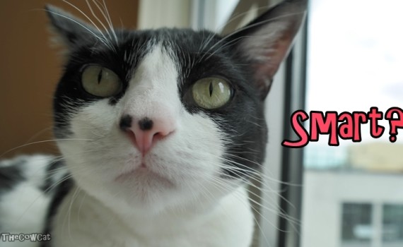 Are Cats Smart? How Smart Are They? | The Cow Cat Cover Photo