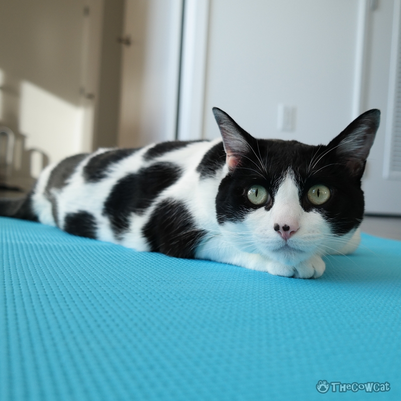 cow cat plush