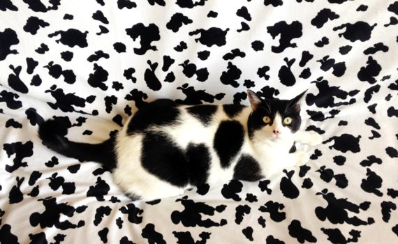 The Cow Cat | Just like that, I'm disappeared