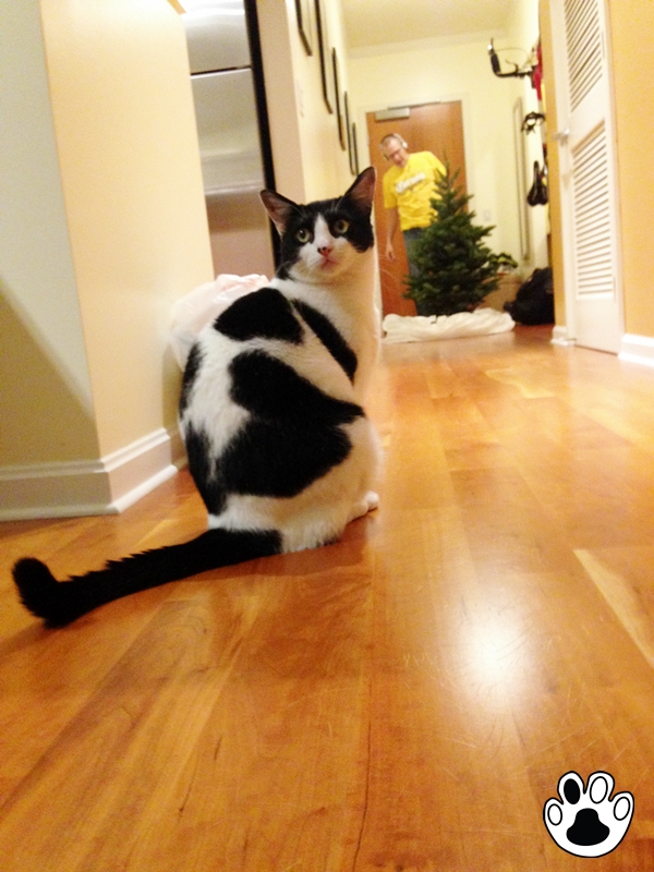 Christmas Tree For Kitty Is Here| The Cow Cat