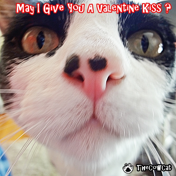 Scotch The Cow Cat Valentine eCard Big Kiss on Post
