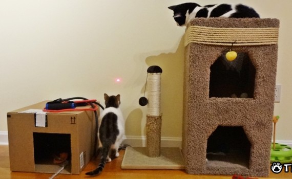 The Moving Red Spot Laser : Kitty's Best Friend The Cow Cat And His Sister Are Having A Good Time