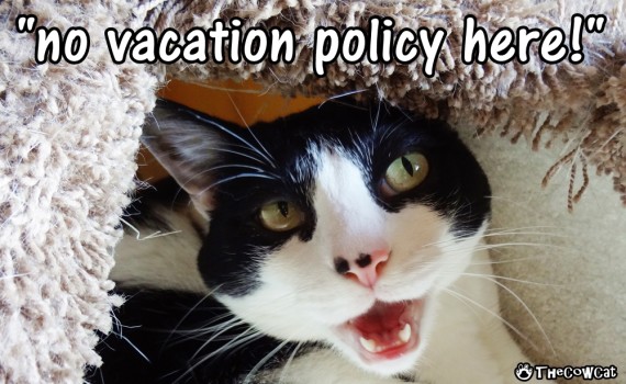 Good Kitty Advice For Vacations | The Cow Cat No Vacation Policy Here