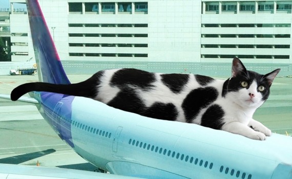 The Cow Cat Riding Air Plane - Ready to take off