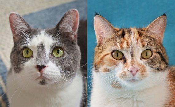 Help Foggy and Sunshine Find a Home Sweet Home | The Cow Cat